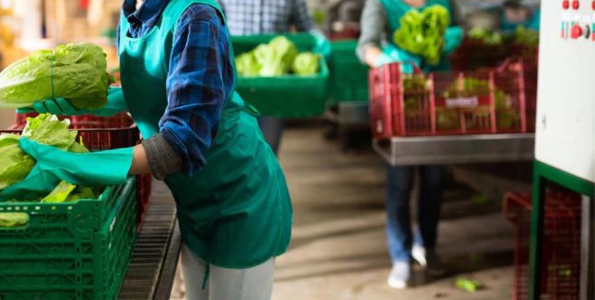 ¿Qué máquinas se usan en la industria alimentaria?